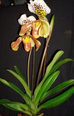 icanHybridsPrinsPaphiopedilum7-vi.jpg