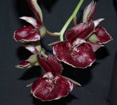 Catasetum Orchidglade 'Jack of Diamonds'  1.jpg