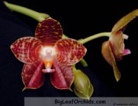 Phal_Giant_Passion_Red_Ruby.JPG
