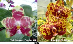 H232_Phal_Hannover_Passion_CR_x_Phal_Hau_Jih_Princess.jpg