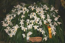 орхидея_317_целогина_Гребенчатая_или_Кристата_на_выставке_фото_www.aaoe.fr.jpg