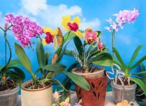 Orchids-201510-13.jpg