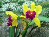 Orchids-201510-22.jpg