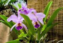 Orchids-201510-24.jpg