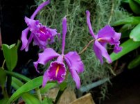 Orchids-201510-26.jpg