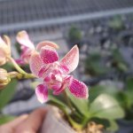 Phal. Caribbean Sunset x minus (peloric).jpg