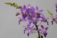 doritaenopsis_purple_gem_aida_1_1.jpg