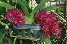 Rhynchostylis gigantea red BS.jpg