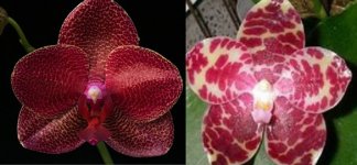 Phal.Mituo Sun x Phal.gigantea 'Zu Lin'.jpg