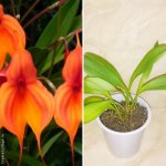 Masdevallia Falcata.jpg