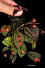 Lepanthes lucifer copy.jpg