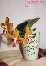 P.Tzu Chiang Balm Chen 1 x Phal. Ld's Bear King YK-7.jpg