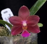 Phal. Tzu Chiang Balm 'Chen #1' x Phal.Ld's Bear King 'YK-7' Н209-.jpg