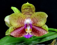 Phal. Tzu Chiang Balm 'Chen #1' x Phal.Ld's Bear King 'YK-7' Н209 2-.jpg