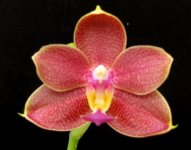 Phal. Tzu Chiang Balm 'Chen #1' x Phal.Ld's Bear King 'YK-7' Н209 3-.jpg