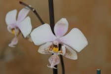 Wiganiae (Stuartiana x Schilleriana) 06.12.2015.jpg