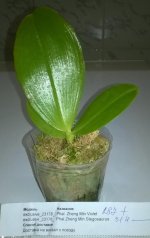 Phal. Zheng Min Violet.jpg