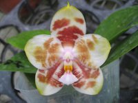 phalaenopsis-yaphon-gelacea-x-gigantea-yaphon-foto-4033.jpg