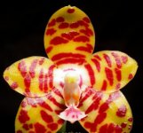 phalaenopsis-jongs-gigan-cherry-prince-x-gigantea-foto-4340.jpg