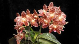 phalaenopsis-yuanshan-girl-foto-4291.jpg