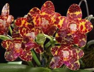 Phal.-Jong's-Gigan-Cherry-'Prince'.jpg