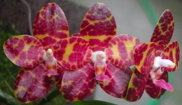 Phal.jpg