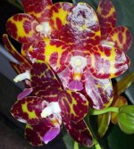 Phal4.jpg