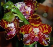 Phal5.jpg