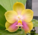 Phal.-Zheng-Min-Violet-H287-Peter-Su-1.jpg