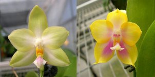 Phal.-Zheng-Min-Violet-H287.jpg