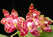 phalaenopsis-hannover-passion-foto-3214 (1).jpg