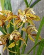 cymbidium_tracyanum2.jpg