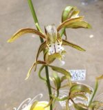 cymbidium_tracyanum3.JPG