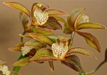 Цимбидиум Трейси Cymbidium tracyanum.jpg