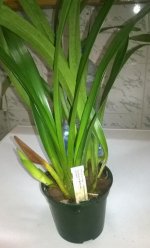 Cymbidium Butterball.jpg