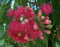 Corymbia .jpg