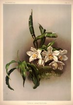 Frederick_Sander_-_Reichenbachia_I_plate_18_(1888)_-_Chysis_bractescens.jpg