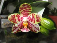 мои орхидеи 001.jpg