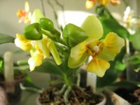 мои орхидеи 020.jpg
