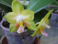 мои орхидеи 044.jpg