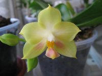 мои орхидеи 045.jpg