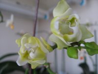 мои орхидеи 043.jpg
