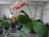мои орхидеи 012.jpg