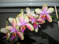 мои орхидеи 007.jpg