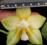 Phal.-Joy-Spring-Canary-'Nancy'-HCC-AOS-1--.jpg