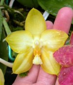 Phal.-Joy-Spring-Canary-'Nancy'-HCC-AOS-Jw104------.jpg