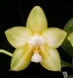 Phal.-Joy-Spring-Canary-'Nancy'-HCC-AOS-Jw104--.jpg