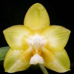 Phal.-Joy-Spring-Canary-'Nancy'-HCC-AOS-Jw104----.jpg