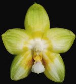 Phal.-Joy-Spring-Canary-'Nancy'-HCC-AOS-Jw104--------.jpg