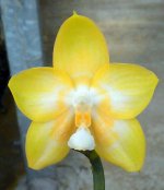 Phal.-Joy-Spring-Canary-'Nancy'-HCC-AOS-Jw104-1.jpg